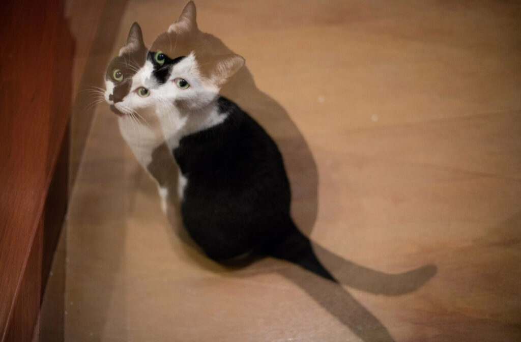 A black and white cat sitting on a wooden floor with a double-vision effect.